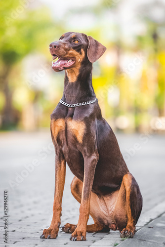 breed dog