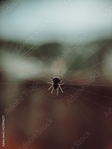spider on web