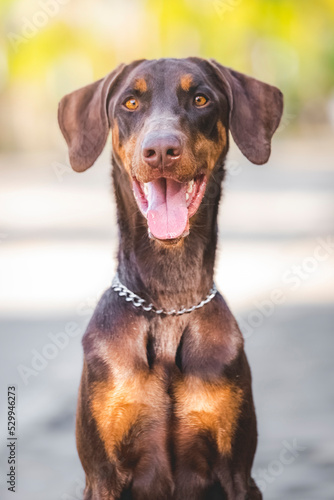 Leinwand Poster breed dog Doberman