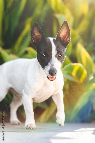 breed dog