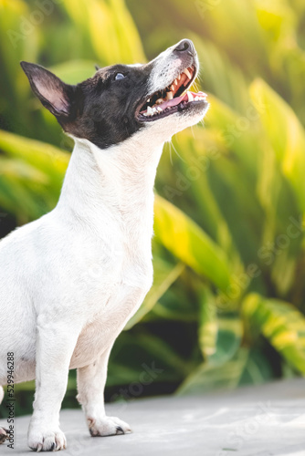 breed dog