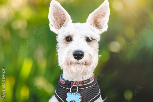 breed dog