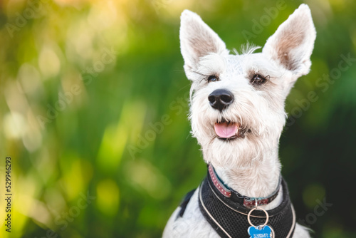 breed dog