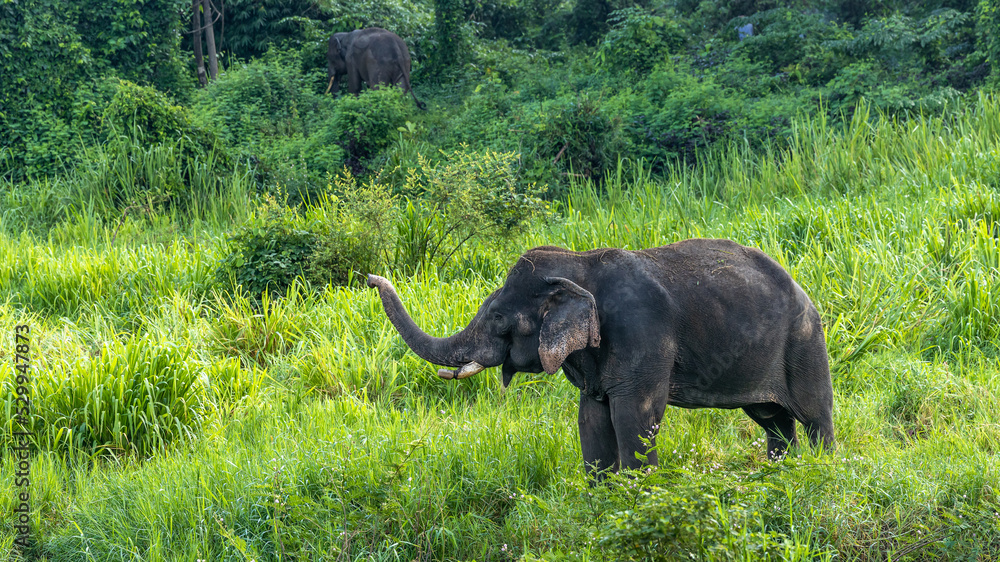 Fototapeta premium Asia Elephant in Thailand, Asia Elephants in Chiang Mai. Elephant Nature Park, Thailand.