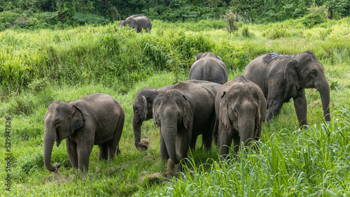 Photography Asia Elephant in Thailand, Asia Elephants in Chiang Mai