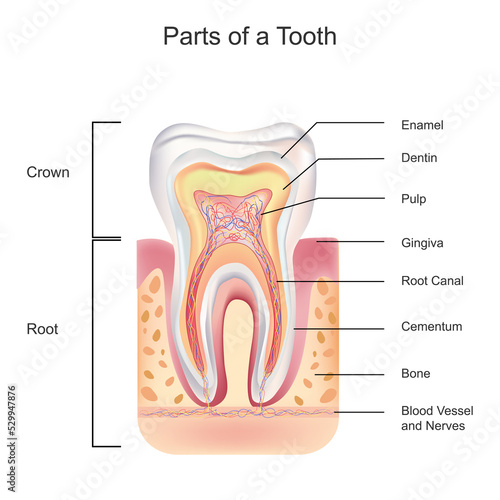 Tooth Anatomy with all parts including crown neck enamel dentin pulp gums root canal and blood supply photo