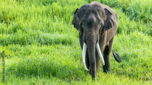 Asia Elephant in Thailand, Asia Elephants in Chiang Mai. Elephant Nature Park, Thailand photo