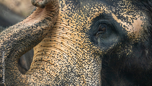 Photography Asia Elephant in Thailand, Asia Elephants in Chiang Mai