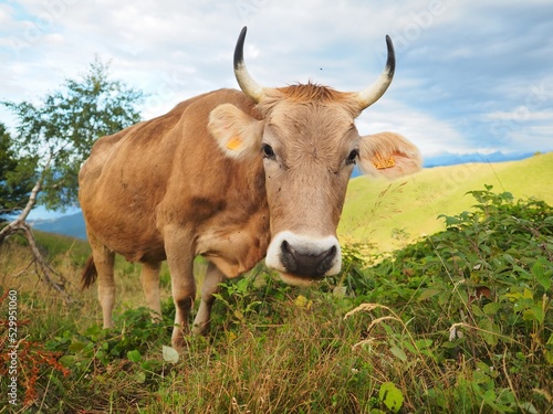 Fototapeta Naklejka Na Ścianę i Meble -  アルプスの牛の放牧
