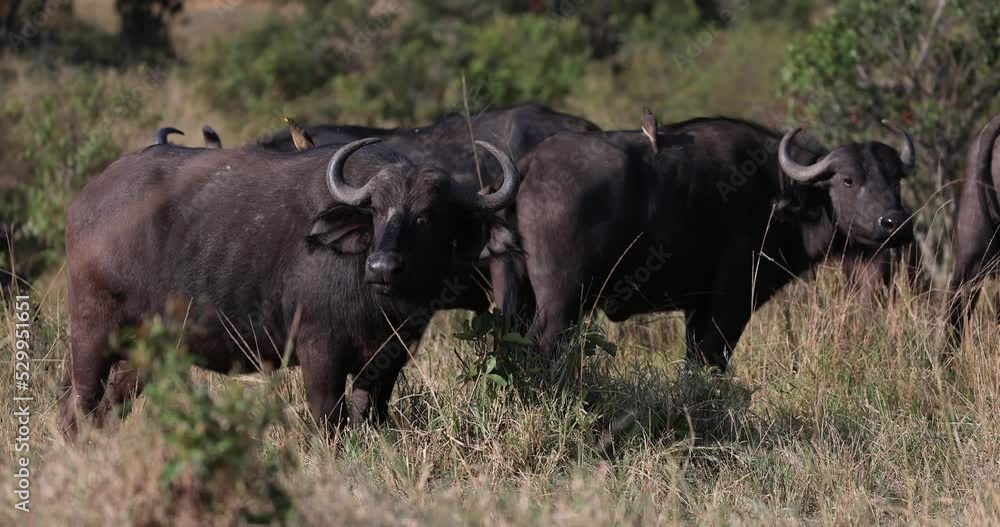 A buffalo family eats grass in the savannah A buffalo family eats grass in the savannah