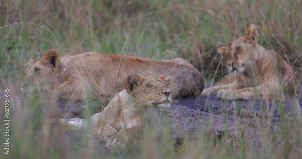 A lion family is resting in the grasses of the savannah A lion family is resting in the grasses of the savannah