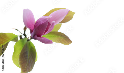 A perfectly beautiful elegant and graceful soft pink Magnolia flower about to open in spring. Photographed close up in detail and isolated against a bright white background.