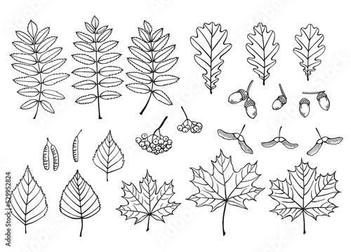 Set with leaves, berries and acorns. Hand drawn autumn vector illustration.
