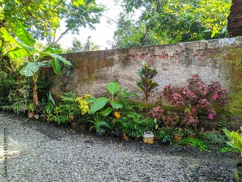 a photo of the front yard of a house planted with various tropical plants