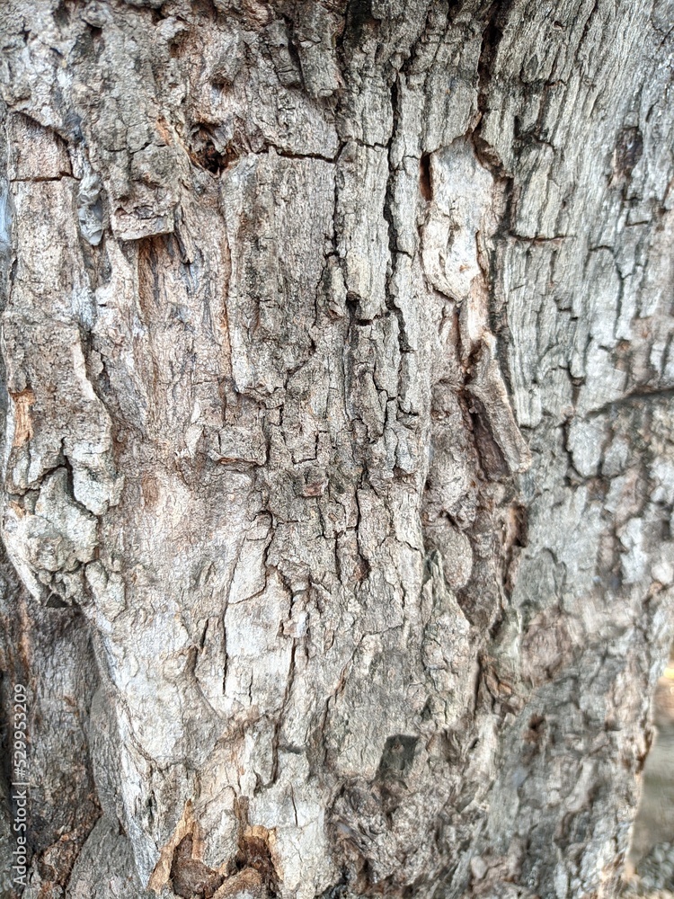 a close-up photo of tree bark. brown and rough a close-up photo of tree bark. brown and rough