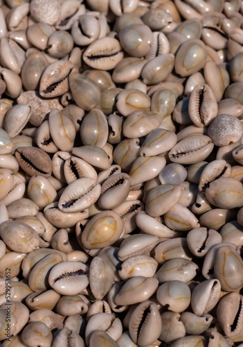 Top View of Kaudi or Cowry  Heap, Also Known as Cowrie of Koudi in Vertical Orientation photo