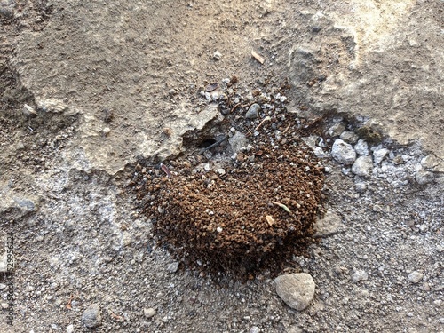 a photo of the hole from the ant house on the ground