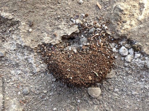 a photo of the hole from the ant house on the ground