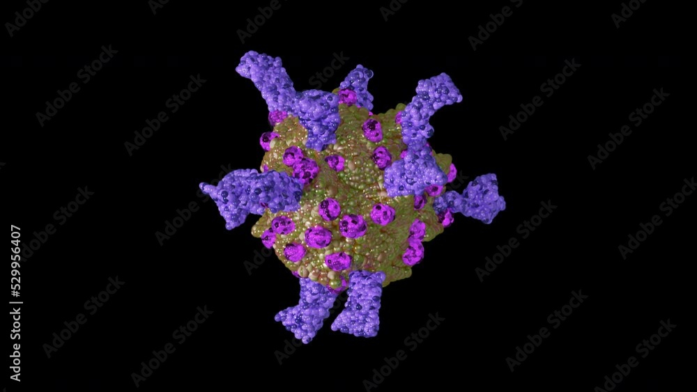 Loopable with Alpha Matte: Single rotating coronavirus virion particle isolated on black background. Stylyzed SARS-CoV-2 (COVID-19) coronavirus 3D animation.