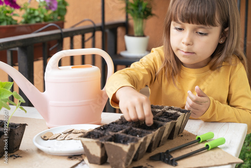 Little girl plants seeds in the ground. Child plants cucumber seeds for spring seedlings. Home gardening with kids on the balcony. education. Homeschooling, Botany