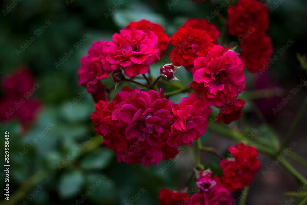 Beautiful red roses grow on the flower bed. The photo was taken in the evening light Beautiful red roses grow on the flower bed. The photo was taken in the evening light