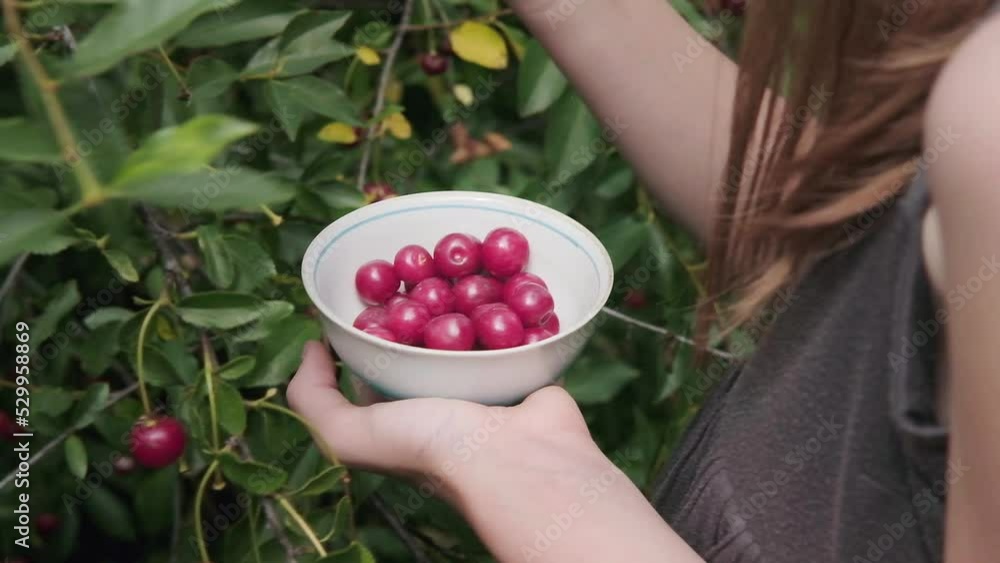 A girl collects a red ripe cherry from a tree in the orchard. He holds a white bowl with cherries in his hands A girl collects a red ripe cherry from a tree in the orchard. He holds a white bowl with cherries in his hands