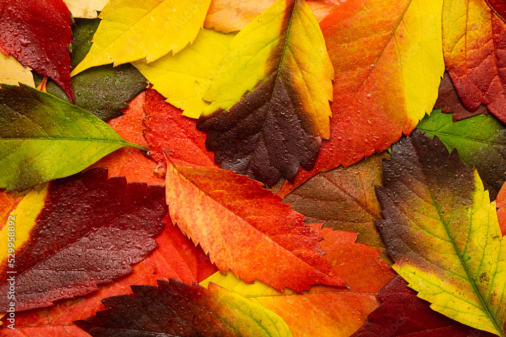 Wet autumn coloured leaves background. Fall leaves with raindrop. Wet autumn coloured leaves background. Fall leaves with raindrop.