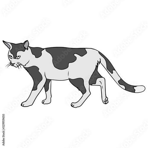 cat vector illustration