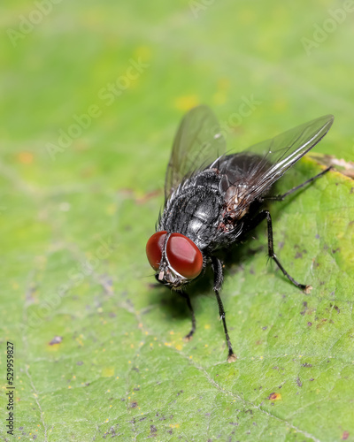 Close up view of Fly on a green leaf.