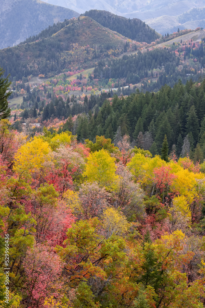 Colorful fall foliage in wasatch mountain range, utah Colorful fall foliage in wasatch mountain range, utah