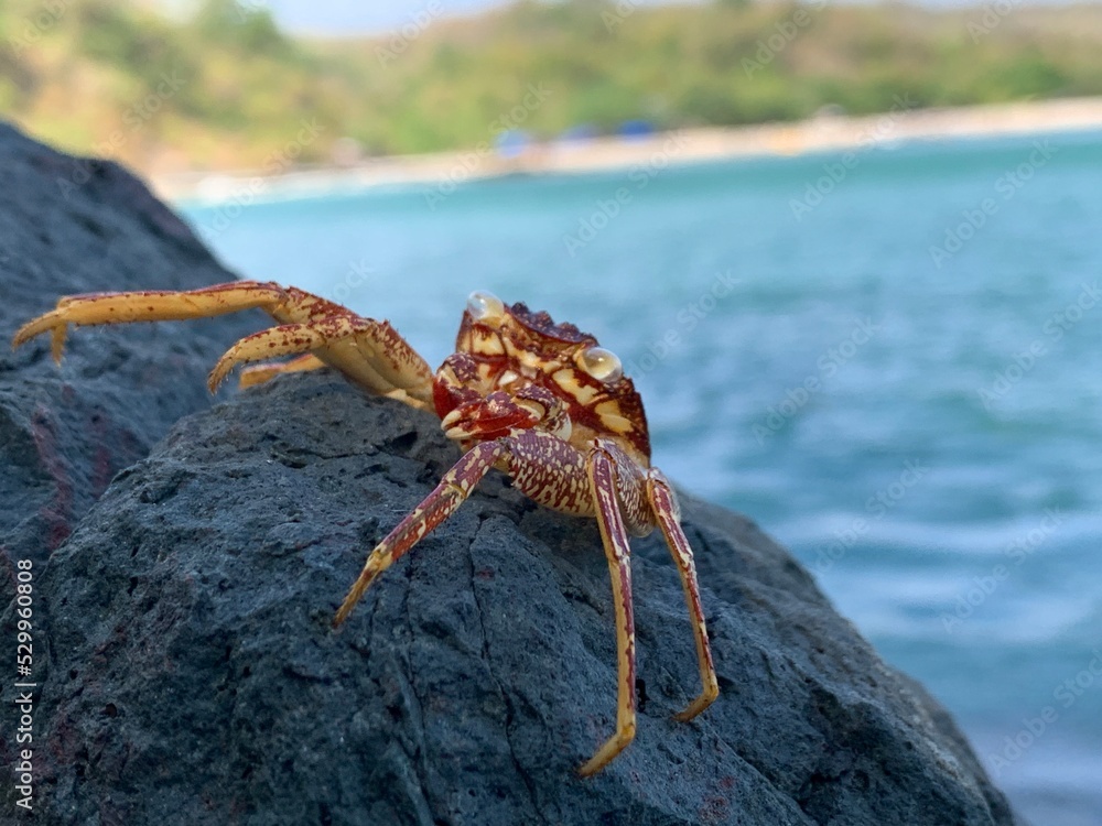 Crab spotted over the stone at Geopark ciletuh Crab spotted over the stone at Geopark ciletuh