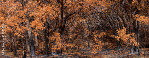 Dry autumn trees exposed to wildfire in Utah.