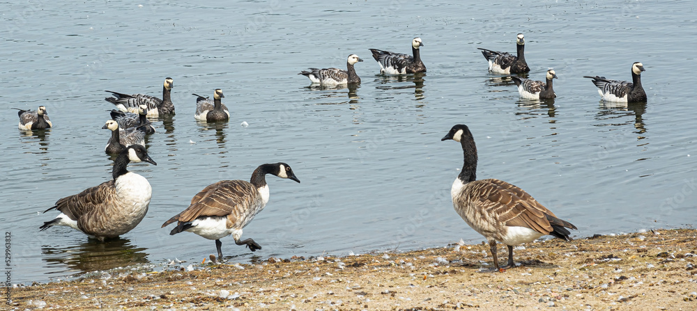 A group of Canadian geese with adult chicks on a park pond in autumn. Geese in the water. A group of Canadian geese with adult chicks on a park pond in autumn. Geese in the water.