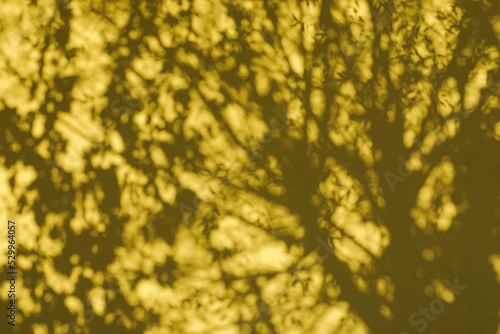 Yellow painted, empty and blank wall with shadows through leaves, space for text,