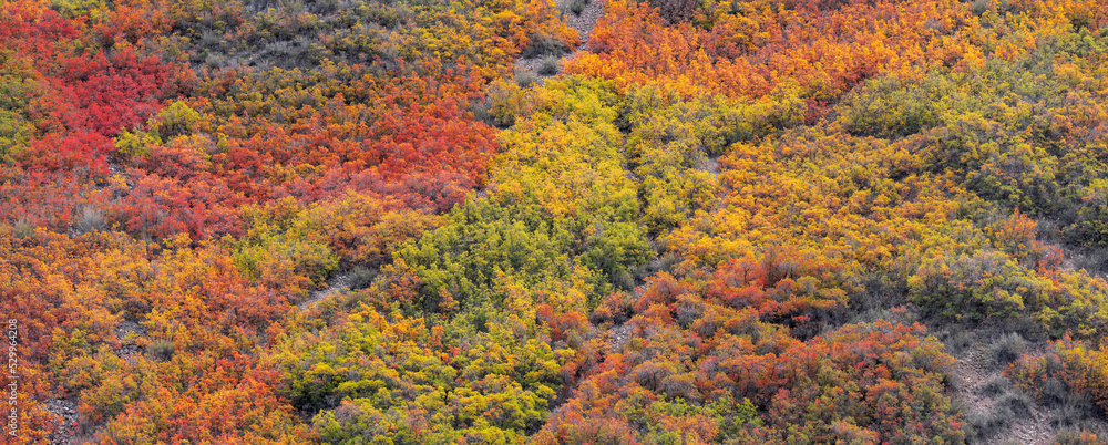 Canopy of colorful fall foliage at Provo Canyon in Utah