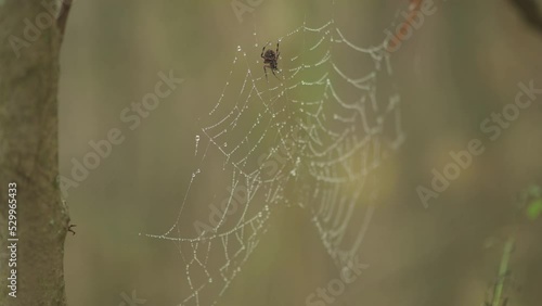 Dew drops on spiderweb with insect spider standing gaurd in the Autumn forest   photo