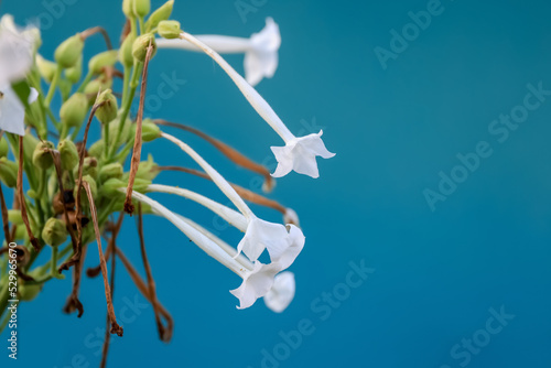 Close up view of Nicotiana sylvestris flowers photo