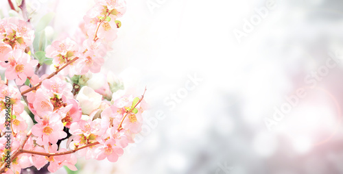 Fotografiet Horizontal banner with Japanese Quince flowers (Chaenomeles japonica) of pink co
