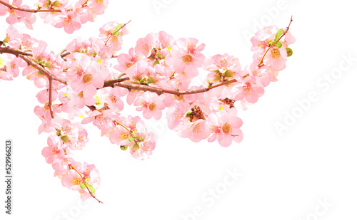 Branch of the blossoming Japanese Quince  Chaenomeles japonica  with pink flowers