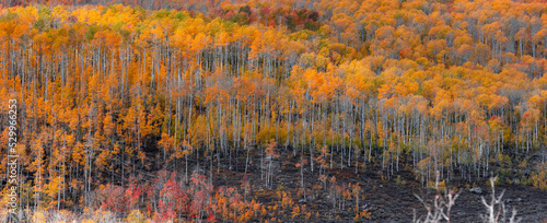 Fall foliage at Wasatch mountain state park in Utah