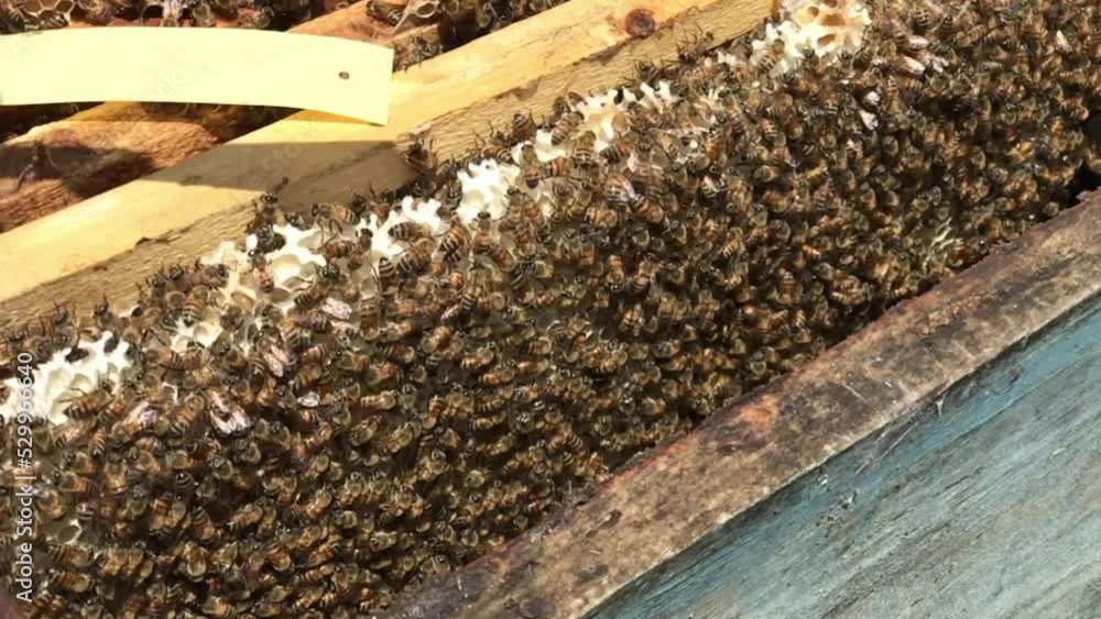 Beekeeping Beekeepers who take care of bees to produce honey Beekeeping Beekeepers who take care of bees to produce honey