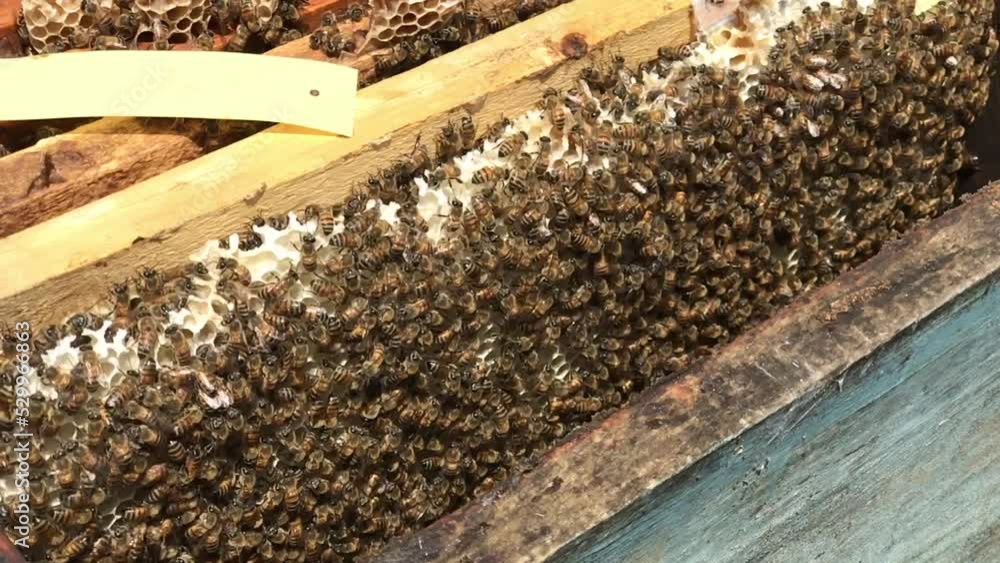 Beekeeping Beekeepers who take care of bees to produce honey Beekeeping Beekeepers who take care of bees to produce honey