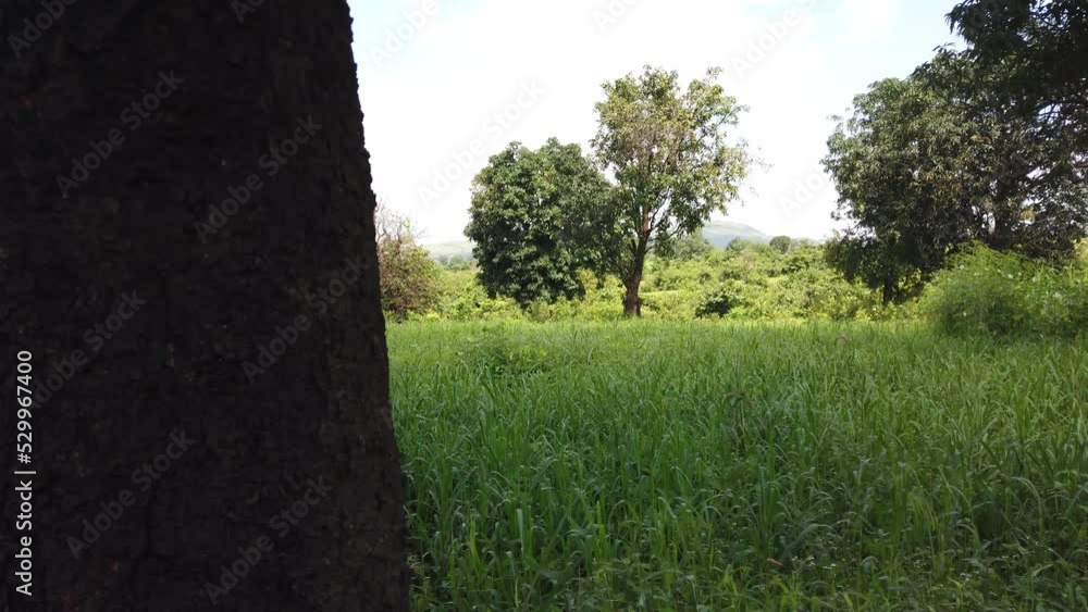 Green Crops And Trees During Summer In Rural Areas Of Trimbak In India. - POV Green Crops And Trees During Summer In Rural Areas Of Trimbak In India. - POV