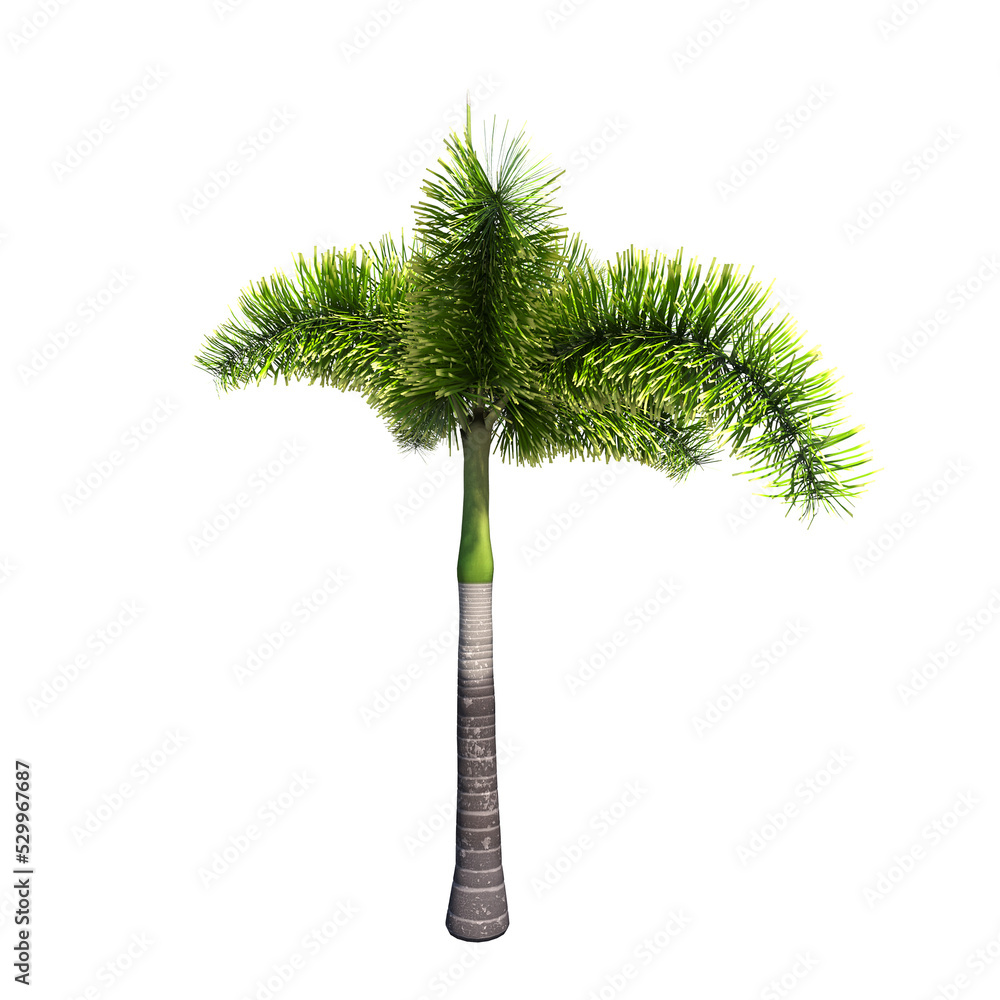 palm tree, isolate on a transparent background, 3D illustration palm tree, isolate on a transparent background, 3D illustration