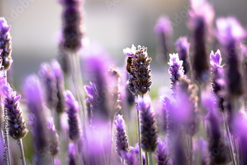 Flowers and Bees 