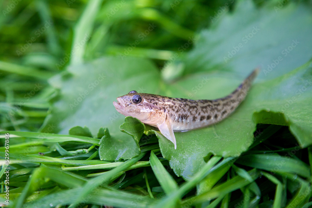 Fototapeta premium Close up view of freshwater bullhead fish or round goby fish just taken from the water on big green leaf..