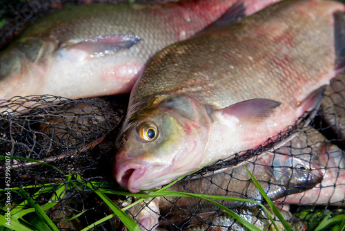 Two big freshwater common bream fish on natural background..