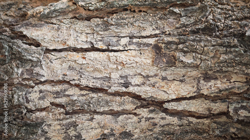 Beautiful natural bark, tree surface, cork, epidermis, tree bark, for design or design. nature background..