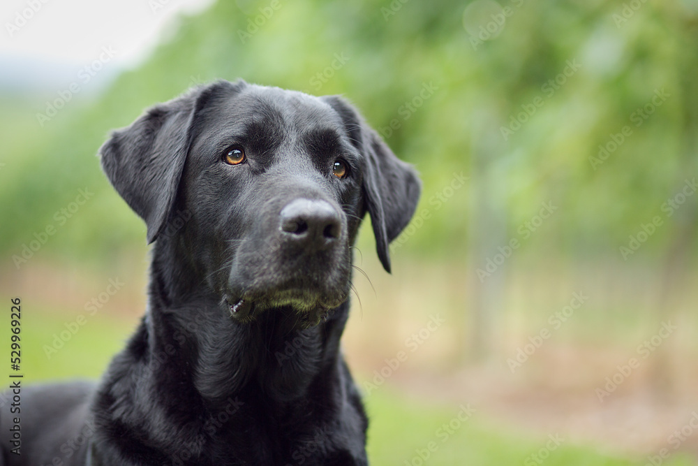 black labrador in the nature