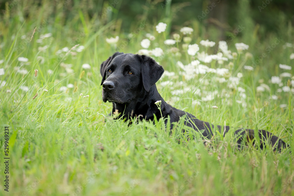 black labrador in the nature black labrador in the nature